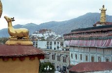 lhasa1.jpg